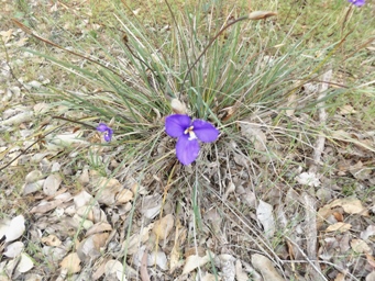 341_patersonia_juncea_dscf5468a.jpg