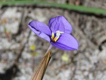 341_patersonia_occidentalis_img_4097c.jpg
