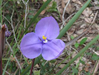 341_patersonia_occidentalis_img_4330.jpg