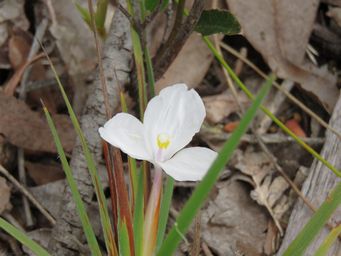 341_patersonia_pygmaea_white_img_6297.jpg