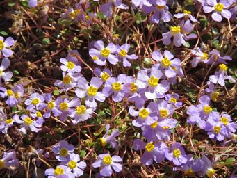 341_peplidium_aithocheilum_img_1609.jpg