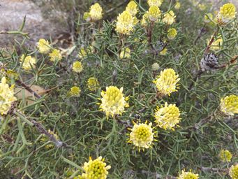 341_petrophile_seminuda_dscf8161.jpg