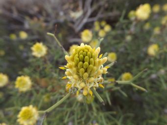 341_petrophile_seminuda_dscf8163.jpg