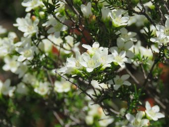 341_philotheca_sericea_maybe_pindar_img_1774.jpg