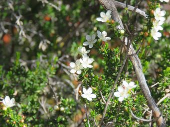341_philotheca_sericea_maybe_pindar_img_1775.jpg