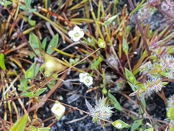 341_phyllangium_divergens_103847ct.jpg