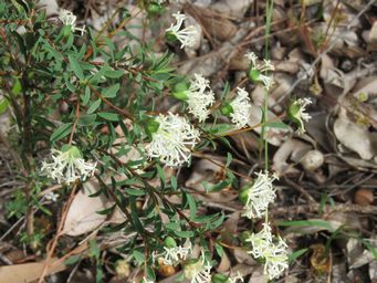 341_pimelea_angustifolia_img_3437.jpg