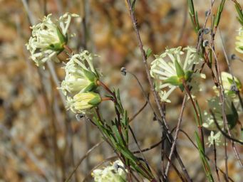 341_pimelea_angustifolia_img_9232c.jpg