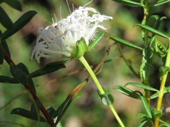 341_pimelea_ciliata_img_5460.jpg