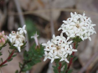 341_pimelea_imbricata_img_3052c.jpg