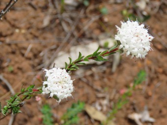 341_pimelea_imbricata_img_3499c.jpg