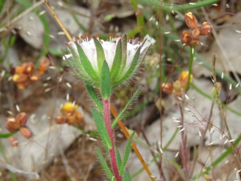 341_pimelea_imbricata_img_5147.jpg