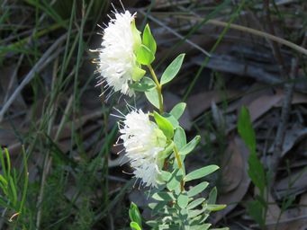 341_pimelea_lehmanniana_subsp._nervosa_img_2905.jpg