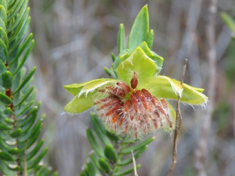 341_pimelea_suaveolens_subsp_suaveolens_setting_seed_img_3732c.jpg