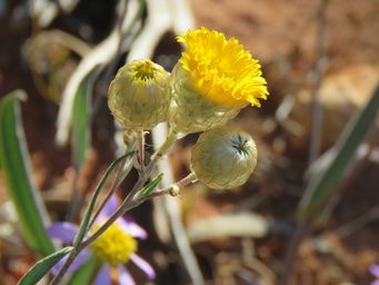 341_podolepis_gardnerii_wilroy_img_1876c.jpg