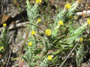 341_podotheca_angustifolia_img_6103.jpg