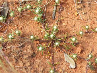 341_pogonolepis_muelleriana_sandstone_img_1325.jpg