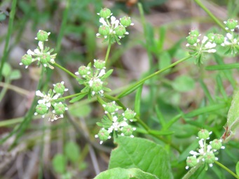 341_poranthera_huegelii_setting_seed_img_4439c.jpg