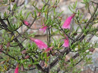 341_prostanthera_semiteres_img_0187c.jpg