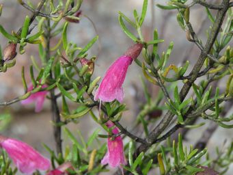 341_prostanthera_semiteres_img_0188c.jpg
