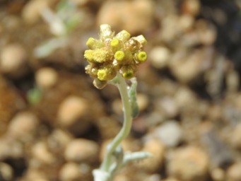 341_pseudognaphalium_luteoalbum__jersey_cudweed_img_8557c.jpg