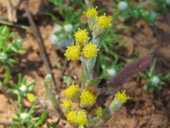 341_rhodanthe_charsleyae_img_1517c.jpg