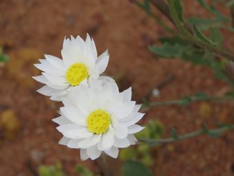 341_rhodanthe_chlorocephala_subsp_rosea_maybe_img_2101c.jpg