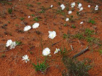 341_rhodanthe_chlorocephala_subsp_splendida_img_1320c.jpg