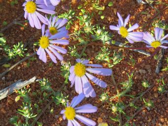 341_roebuckiella_ciliocarpa_img_1543.jpg