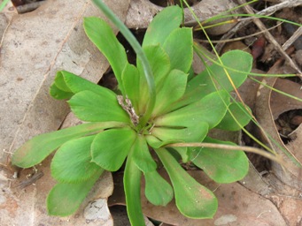 341_stylidium_amoenum_foliage_img_7009c.jpg