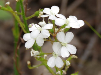 341_stylidium_amoenum_white_img_6299c.jpg