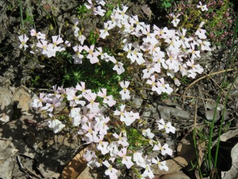 341_stylidium_androsaceum_img_5890c.jpg