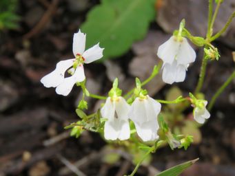 341_stylidium_androsaceum_nectary_spurs_img_8725c.jpg