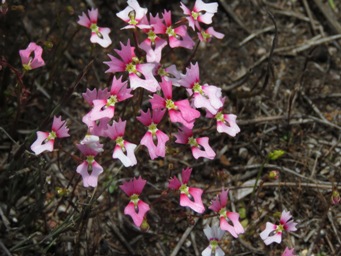 341_stylidium_calcaratum_img_0192c.jpg