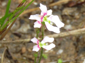 341_stylidium_calcaratum_img_5766cca.jpg