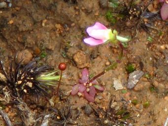 341_stylidium_calcaratum_nectary_spur_img_9041cca.jpg