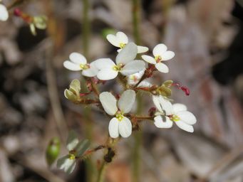 341_stylidium_ciliatum_img_3294.jpg