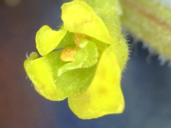 341_synaphea_petiolaris_subsp._triloba_4c.jpg