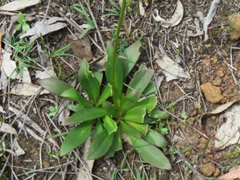 341xstylidium_crassifilium_img_7732c.jpg