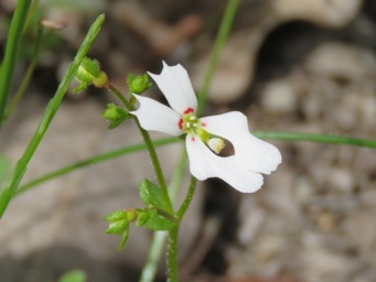 341xstylidium_img_6837c.jpg