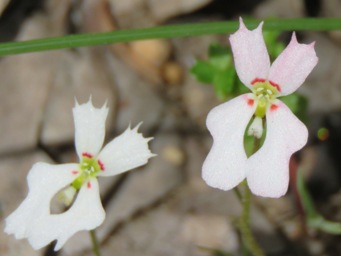 341xstylidium_img_6857c.jpg