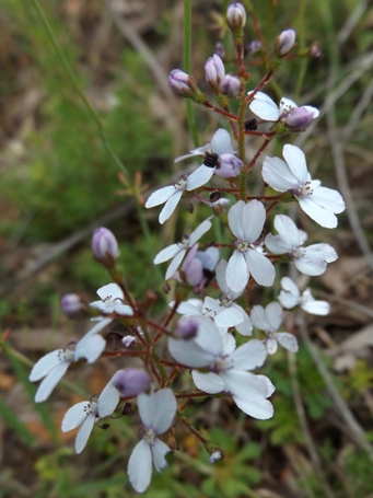 455_stylidium_amoenum_dscf2101s.jpg