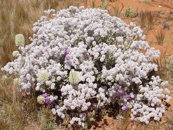 asmtcwildflowersntot018001.jpg