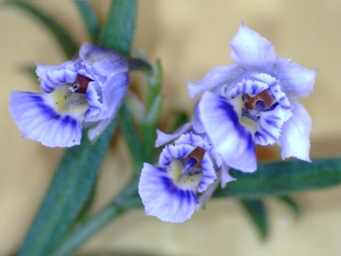 tn_hybanthus_floribundus_1.jpg