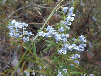 tn_hybanthus_floribundusdscf8106.jpg