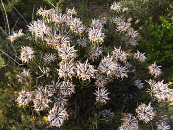 tn_petrophile_linearis_dscf0026.jpg