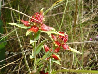 tn_pimelea_sanguinea_kim_dsc09550.jpg