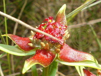 tn_pimelea_sanguinea_kim_dsc09550c.jpg