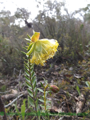 tn_pimelea_suaveolens_subsp._suaveolens_dscf8922.jpg