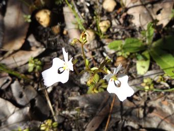 tn_stylidium_androsaceum_dscf0503c.jpg